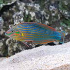 Melanurus Wrasse